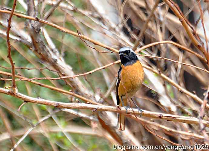 再拍北红尾鸲 再拍北红尾鸲