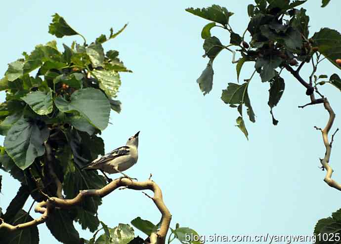 北椋鸟(记录版) 北椋鸟(记录版)