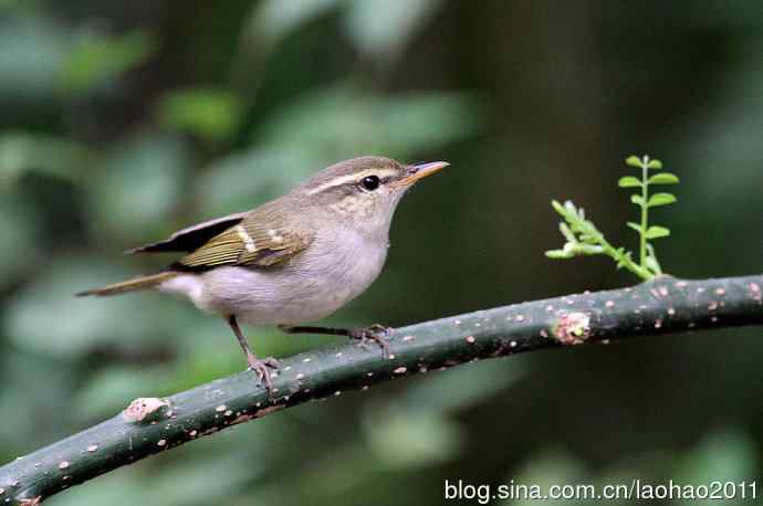 双斑绿柳莺和黄腰柳莺 双斑绿柳莺和黄腰柳莺