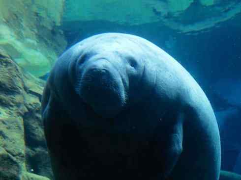 美人鱼：传说的兽原型探秘（海牛）