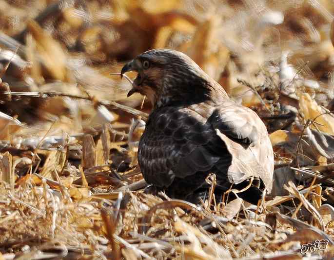 白河峡谷 wbr路 wbr大鵟吞鼠 白河峡谷 wbr路 wbr大鵟吞鼠