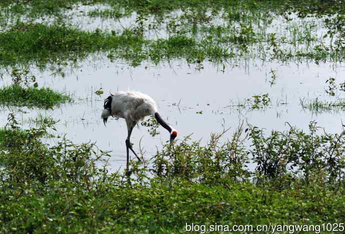 北京麋鹿苑的鸟类——悠闲的丹顶鹤