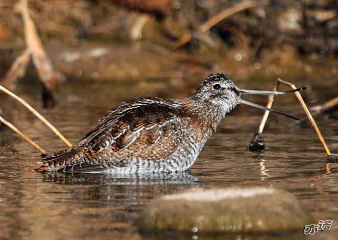 白河峡谷 wbr路 wbr孤沙锥(沐浴梳羽版) 白河峡谷 wbr路 wbr孤沙锥(沐浴梳羽版)