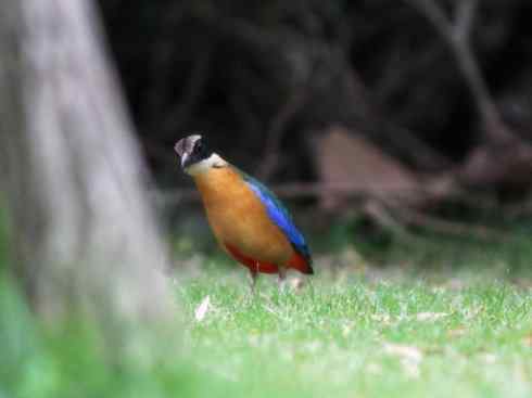 美丽无罪：雀鸟之八色鸫