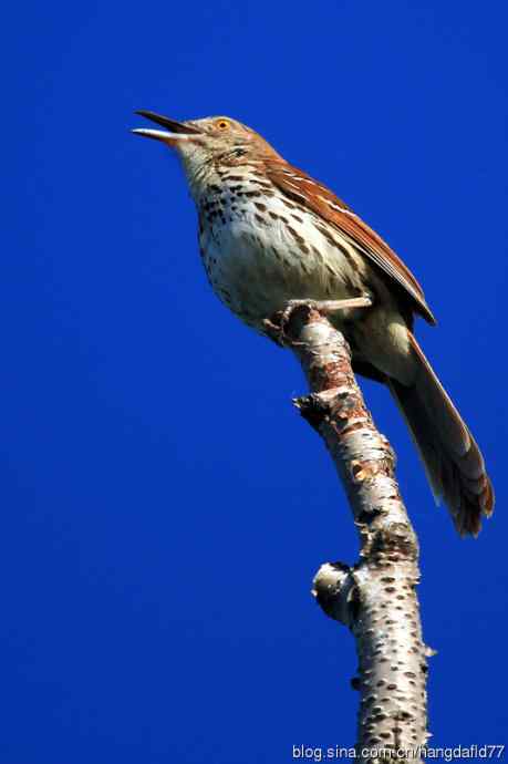 美国鸟类摄影——褐弯嘴嘲鸫站桩
