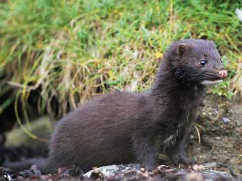 美人鱼：传说的兽原型探秘（海牛）