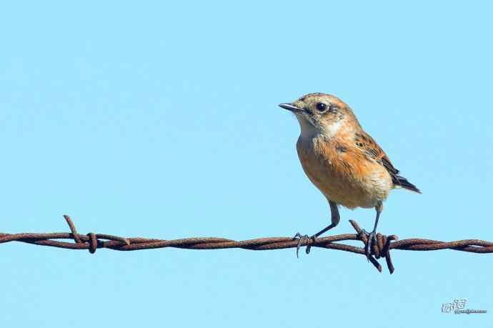 野鸭湖的黑喉石鵖（ji）
