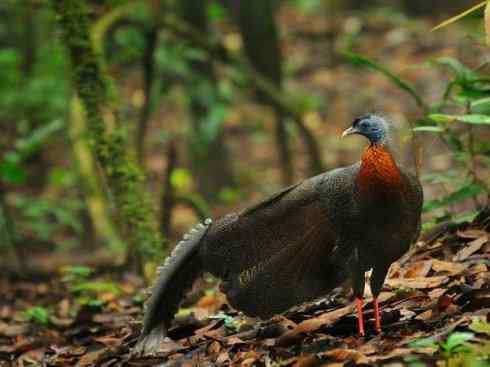 凤凰:传说中的鸟原型探秘(大眼斑雉) 凤凰:传说中的鸟原型探秘(大眼斑雉)