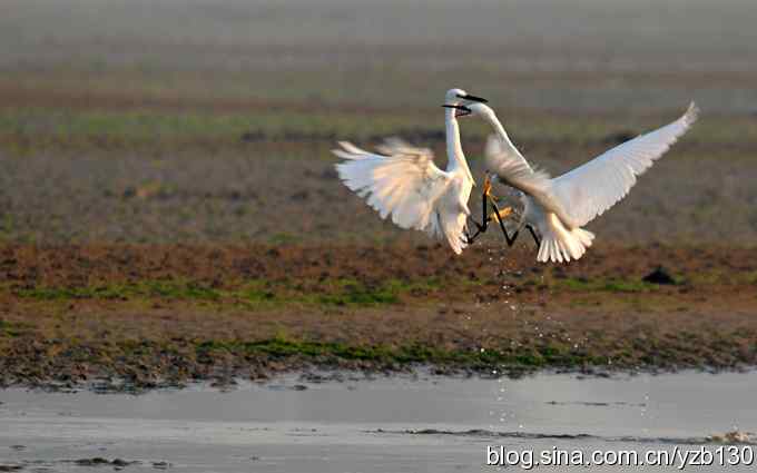 湿地的早晨（组图）