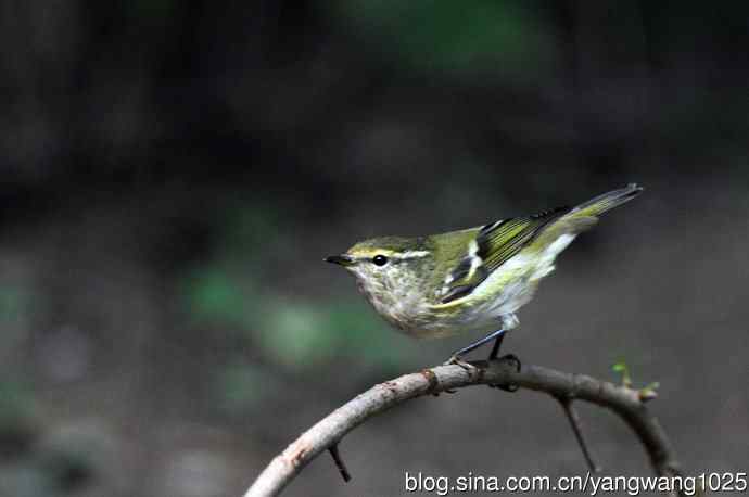 黄眉柳莺（21）