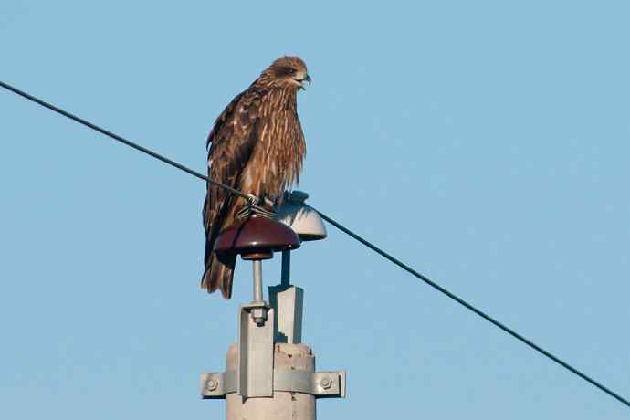 蓝天背景.电线杆上的黑耳鸢