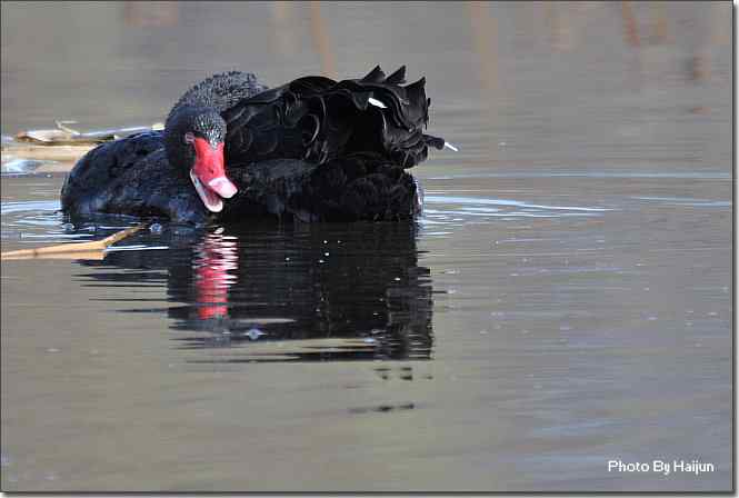 点击图片或使用键盘← →翻页