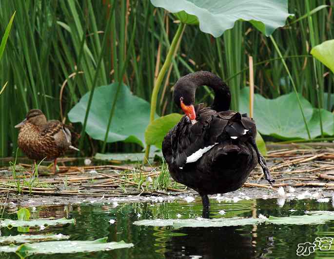 圆明园&nbsp;wbr路&nbsp;wbr黑天鹅梳羽