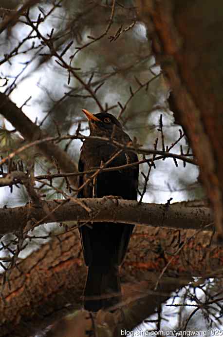哇！我知道了！它的名字叫乌鸫dong
