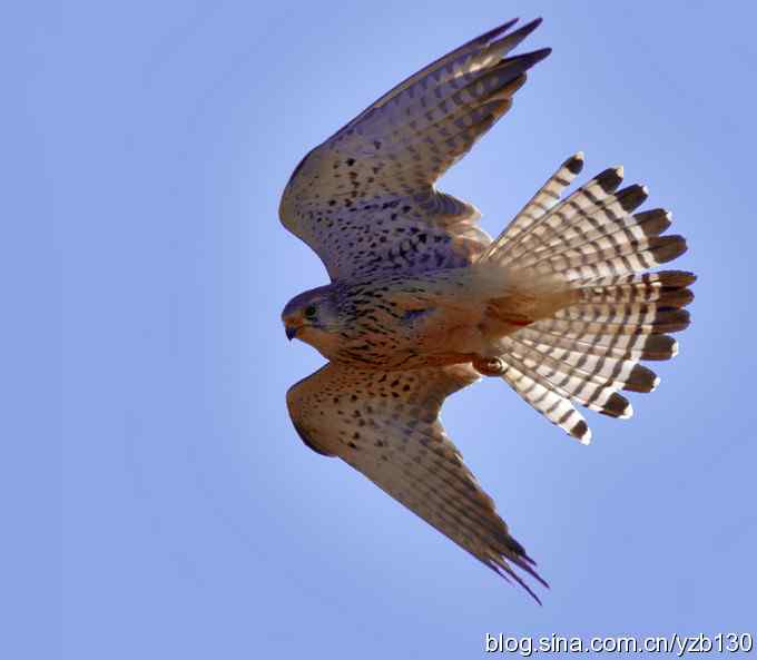 实拍易危物种鈥斺敾谱溃ㄗ橥迹10张图片）