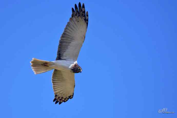 完全飞版白腹鹞
