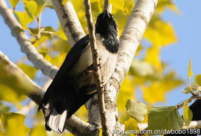 初冬沙河 wbr寒鸦满天