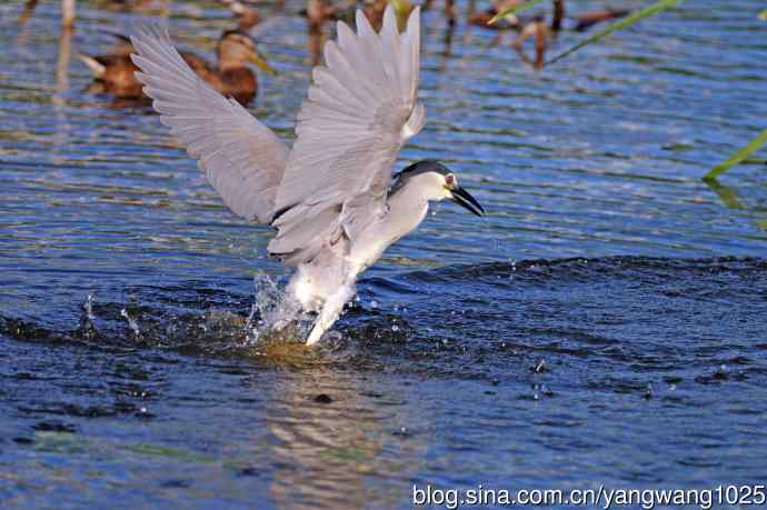 寻鱼的夜鹭（2）