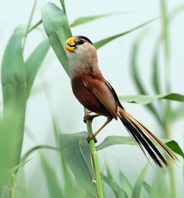 衡水湖印象(震旦鸦雀)