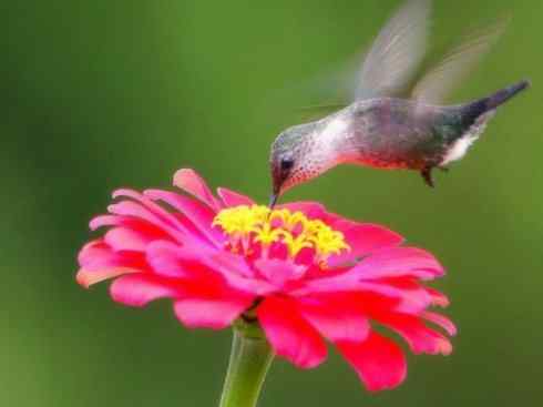 鸟类之最：吸蜜蜂鸟