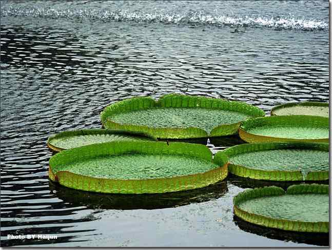 圆明园观赏亚马逊王莲