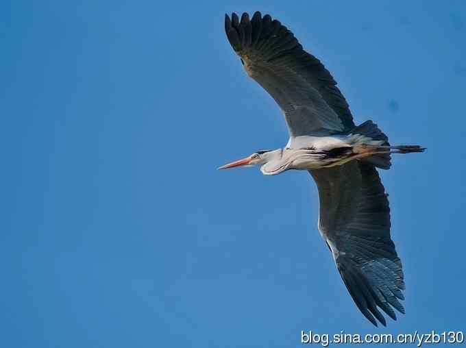 翠湖繁殖羽（组图，12张图片）