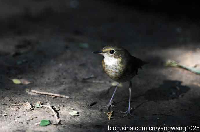 雌性蓝歌鸲（3）