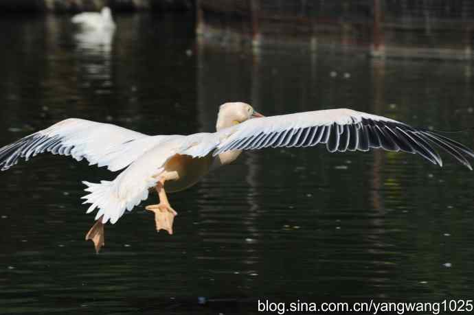 再拍大鹈鹕 wbr6