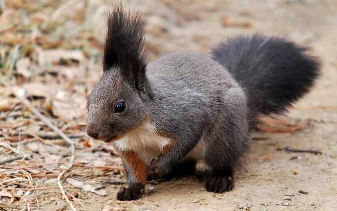 植物园赏鸟，先观松鼠表演。（组图）