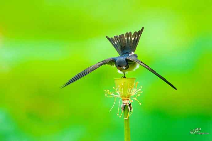 圆明园的小燕子