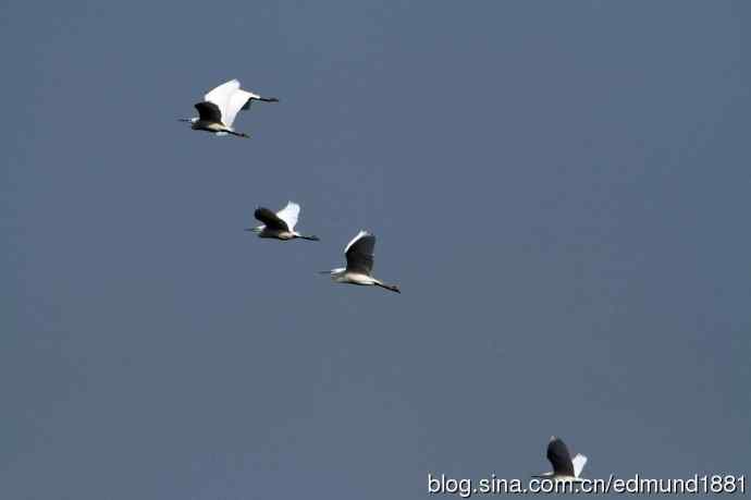 穷人大炮-量力而为之打鸟作乐