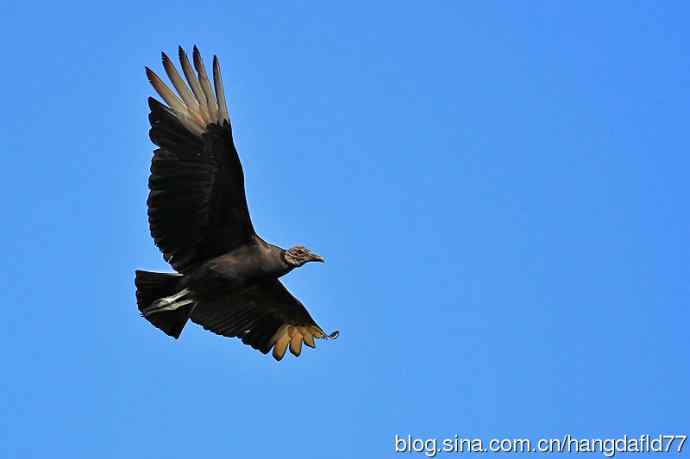 黑美洲鹫（2）