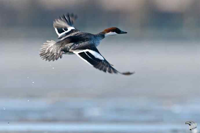 颐和园的白秋沙鸭