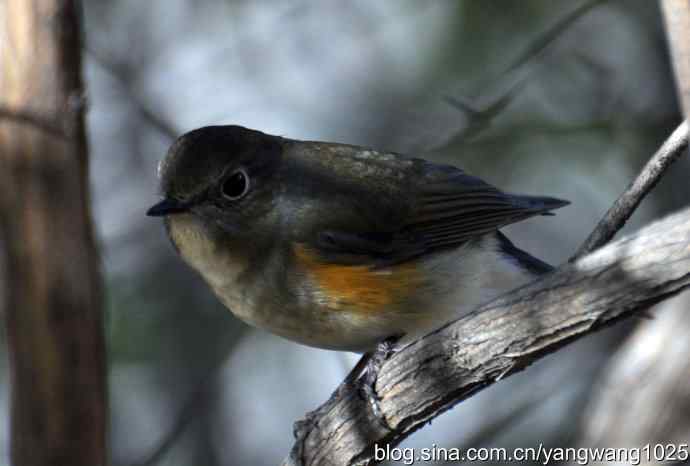 野生鸟（红肋蓝尾鸲）2