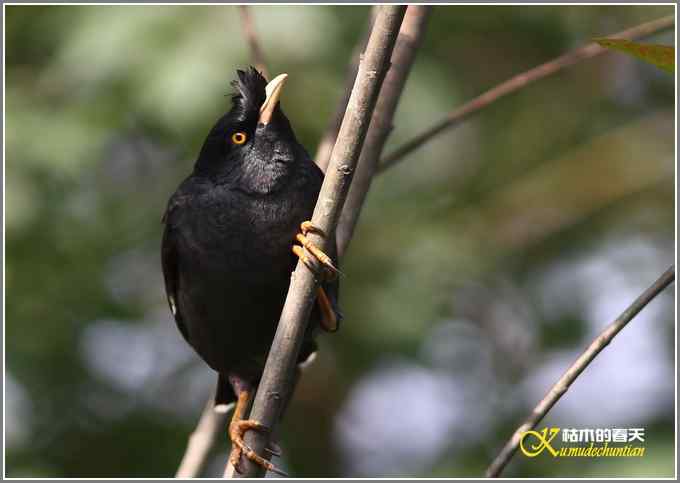 八哥&bull;松鸦【照片】