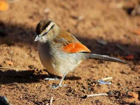 天生猎手：非猛禽类猎手之二（雀鸟也是屠夫——伯劳）