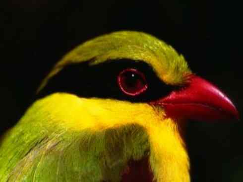 美丽无罪：雀鸟之绿鹊