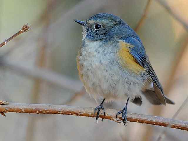 植物园拍摄红胁蓝尾鸲