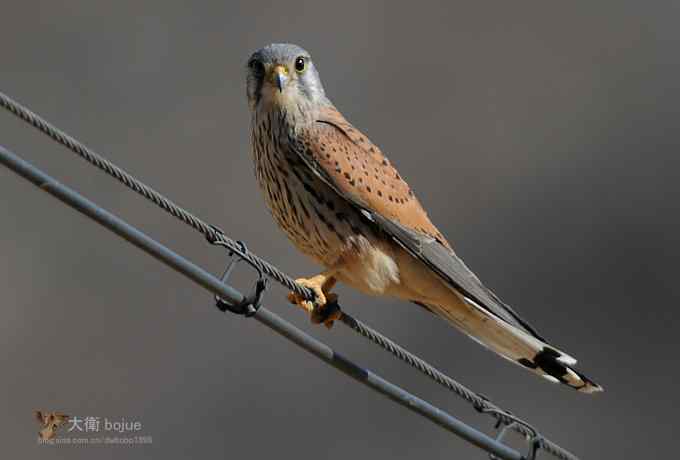 假日与家人一起愉快观鸟 假日与家人一起愉快观鸟
