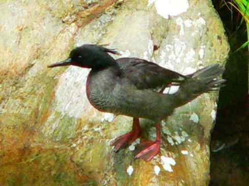 鸟类之最:欧绒鸭 鸟类之最:欧绒鸭