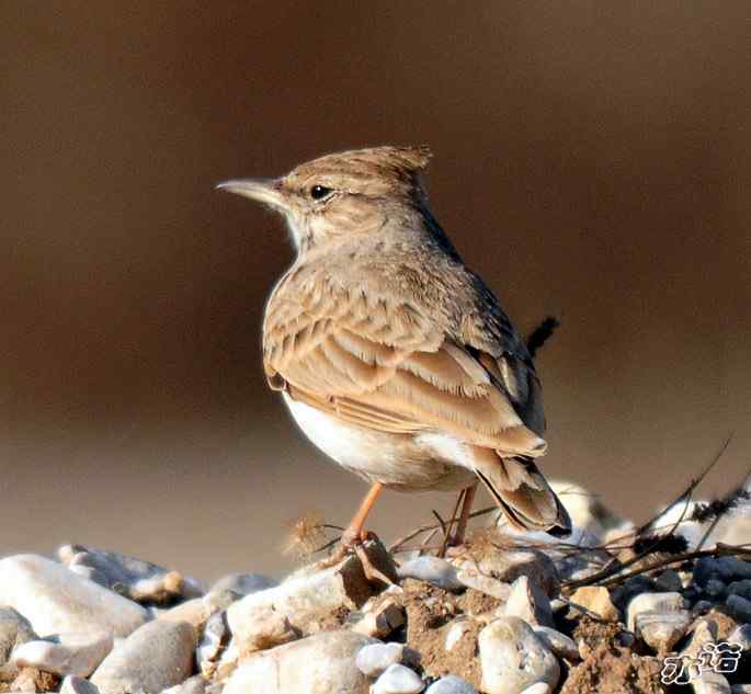 官厅水库&nbsp;wbr路&nbsp;wbr凤头百灵和短趾百灵