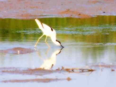 猎奇：奇特的鸟喙之五