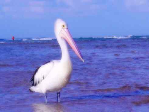 白头鸟系列：另类的美丽10（海鸥）