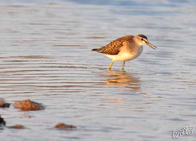 河北乐亭&nbsp;wbr路&nbsp;wbr林鷸