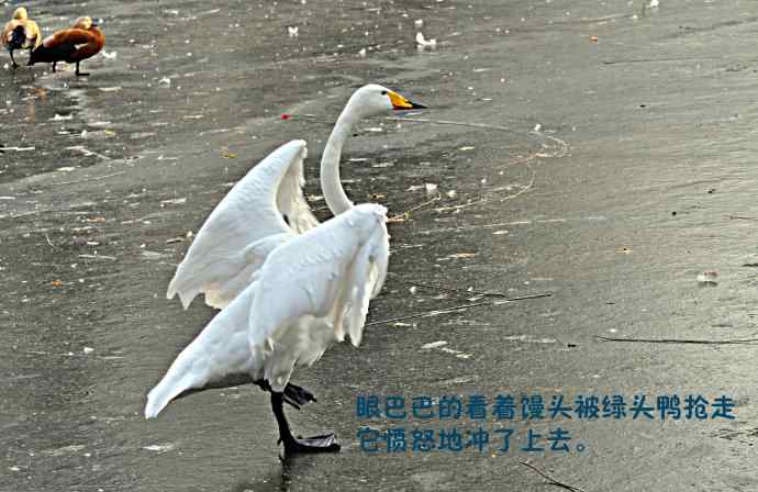 天鹅的愤怒与可怜的绿头鸭（纪实）