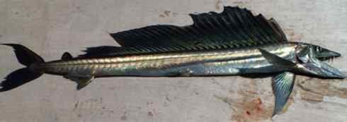 鱼类活化石：帆蜥鱼