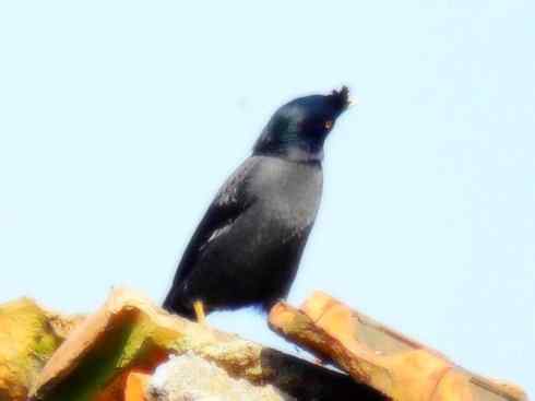 家禽驯化之源之十四