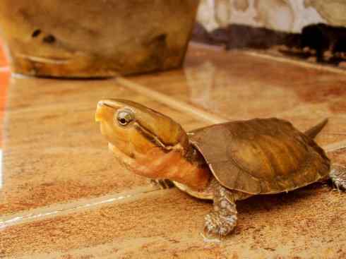 玄武:传说的兽原型探秘(平胸龟) 玄武:传说的兽原型探秘(平胸龟)