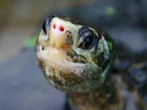 玄武：传说的兽原型探秘（潮龟）