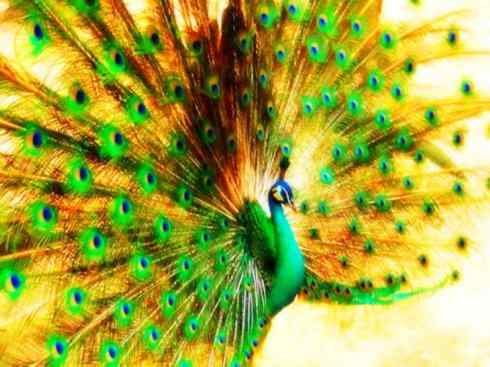 家禽驯化之源之七